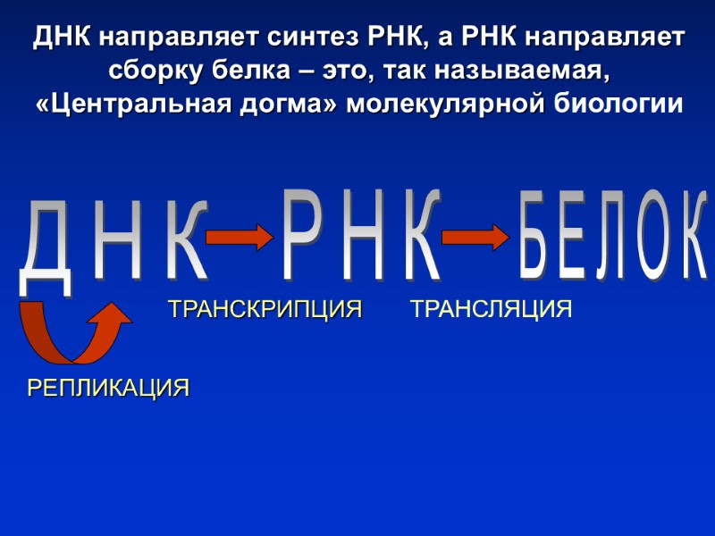 ДНК РНК БЕЛОК ТРАНСКРИПЦИЯ ТРАНСЛЯЦИЯ ДНК направляет синтез РНК, а РНК направляет сборку белка ДНК РНК БЕЛОК ТРАНСКРИПЦИЯ ТРАНСЛЯЦИЯ ДНК направляет синтез РНК, а РНК направляет сборку белка